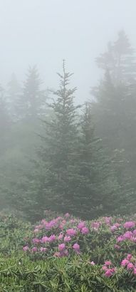 Pine trees in the mist near the Appalachian Trail