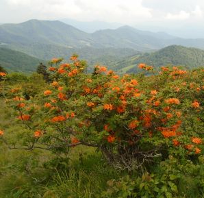 Flowers near the Appalachian Traial