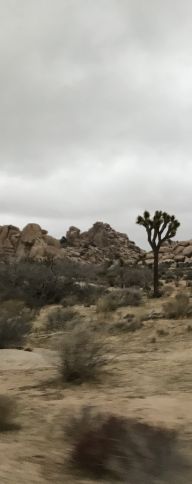 Scene from Joshua Tree National Park