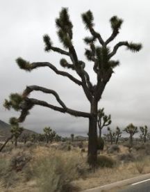 Joshua tree from California desert